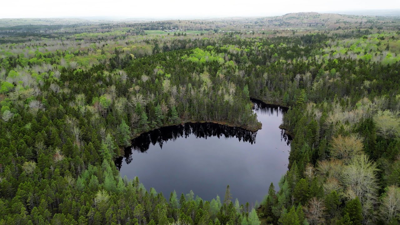 Spring Awakening with Lovely Little Comeau Lake Hidden in the Beautiful Forest