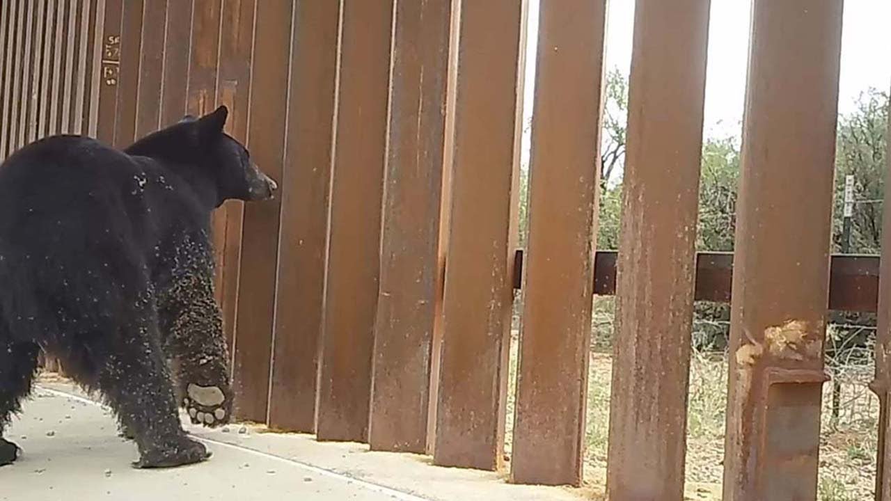 New Study Finds That U.S.-Mexico Border Wall Impedes Wildlife Movement