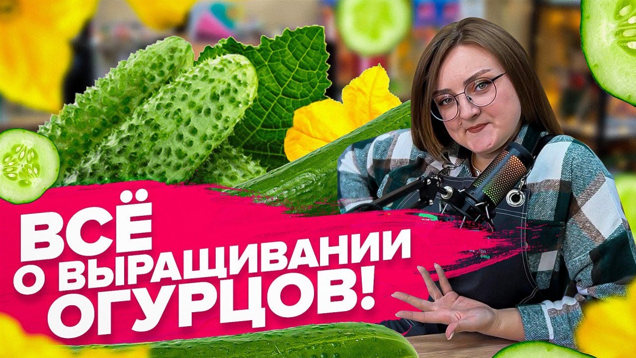 КАК ВЫРАСТИТЬ ОГУРЦЫ?! От А до Я