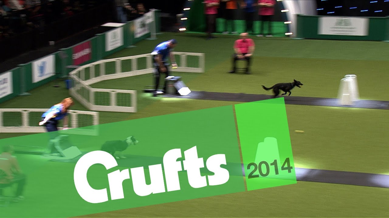 FlyBall | Quarter Final | Four Paw Flyers vs Warrington Wizards | Crufts 2014