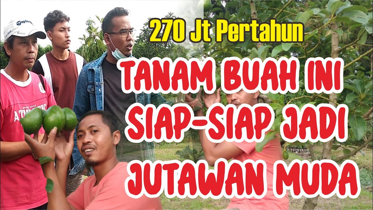 RAHASIA 2 TAHUN JADI MILIARDER || ALPUKAT CIPEDAK JEMBER || GREEN GOLD || PETANI SUKSES
