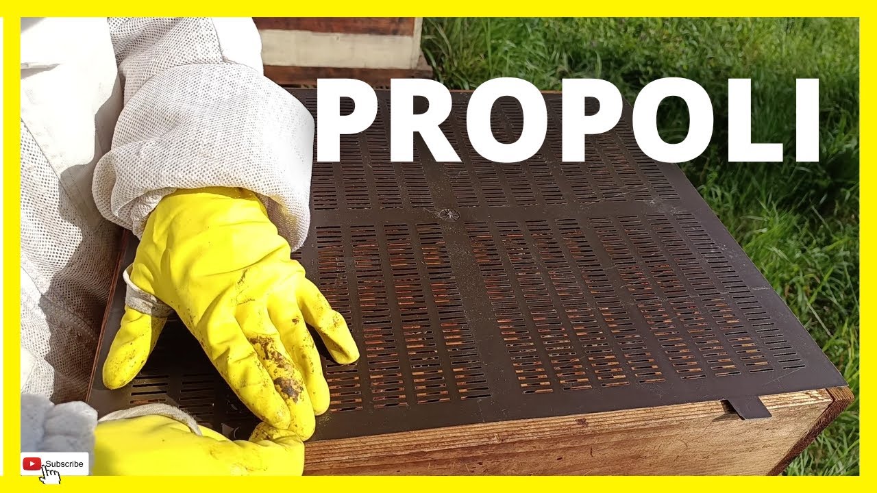 Inizio produzione propoli