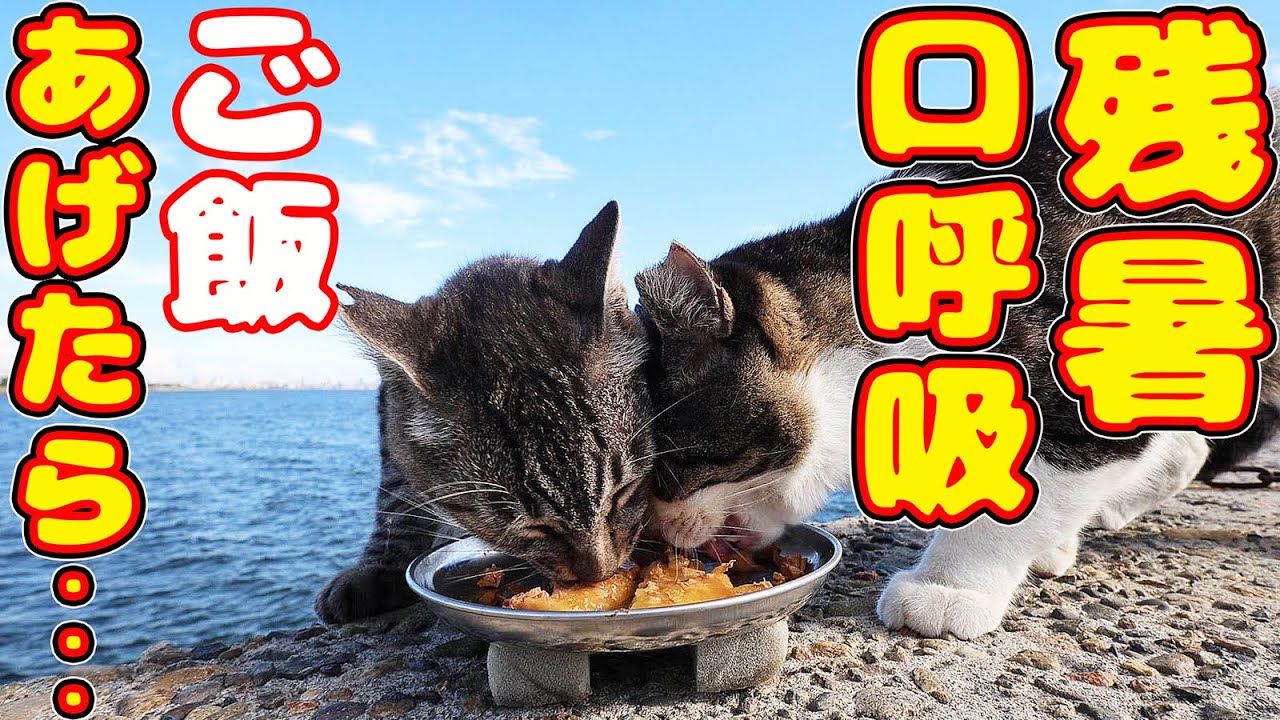 残暑で口呼吸している猫にご飯をあげたら・・・ さくらねこへの給餌