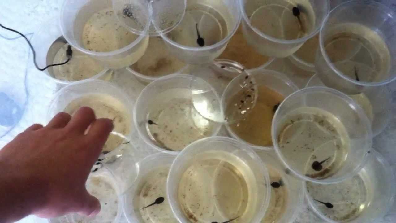 Poison Dart Frog Tadpole Care