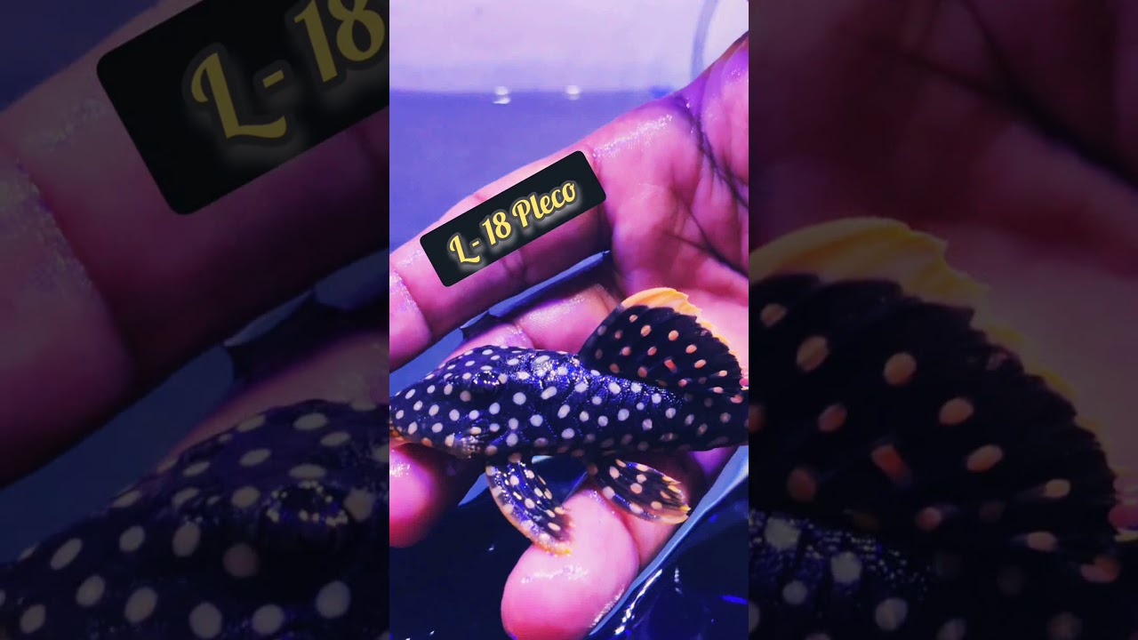 l18 Pleco #pleco #austinaquatic #shorts #youtubeshorts #aquarium #l18 #plantedaquarium #exotic #rare