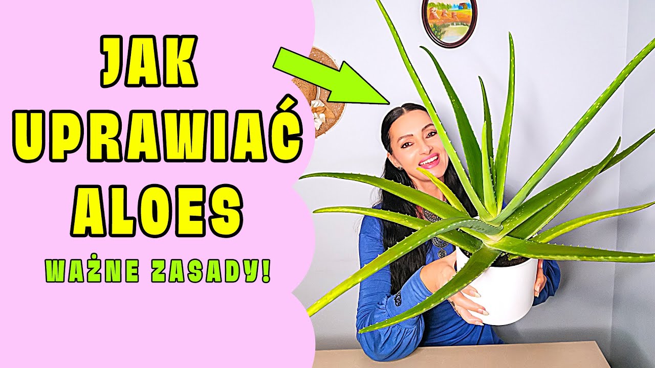 Uprawa aloesu BEZ STRESU | MEGA Ważne zasady, kt&oacute;re trzeba znać!
