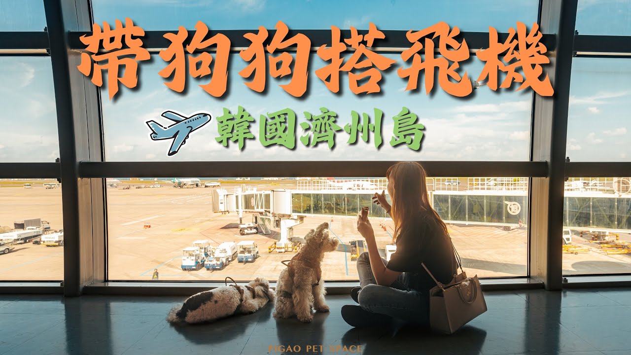 【帶狗狗出國】寵物也能進客艙？！韓國濟州島寵物友善筆記（上）
