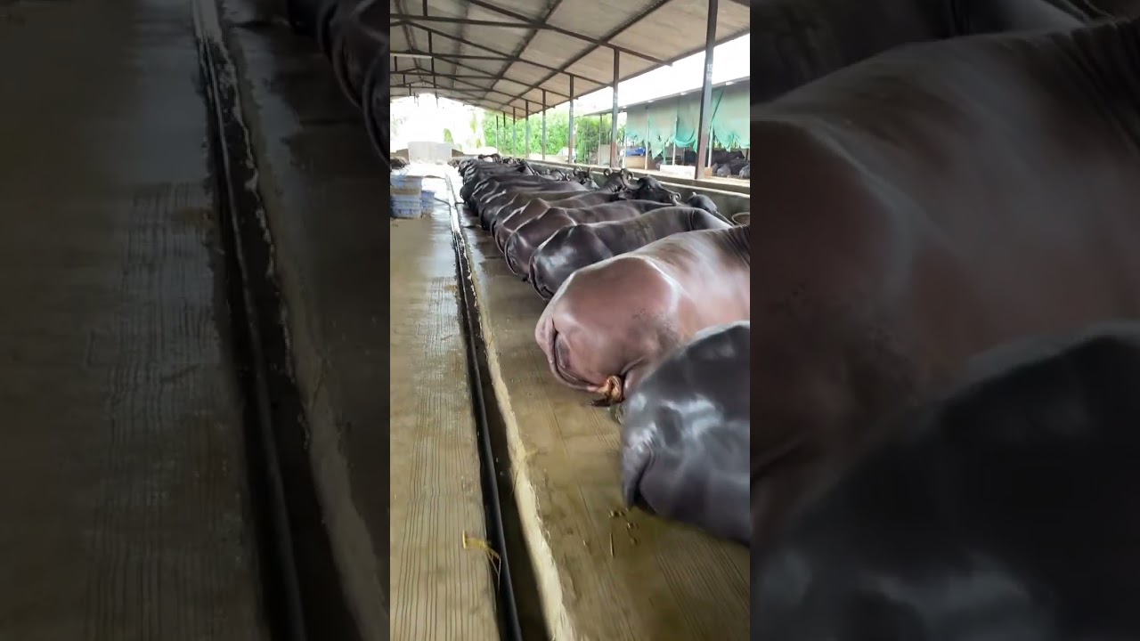 Girdhara dairy farm Surat Gujarat