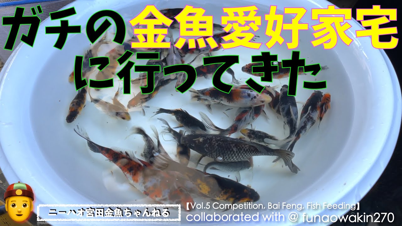 【ニーハオ宮田】金魚ちゃんねる_『ガチの金魚愛好家宅に行ってきた：鮒尾和金270 / 山田氏【Vol.5 Competition, Bai Feng, Fish Feeding】』