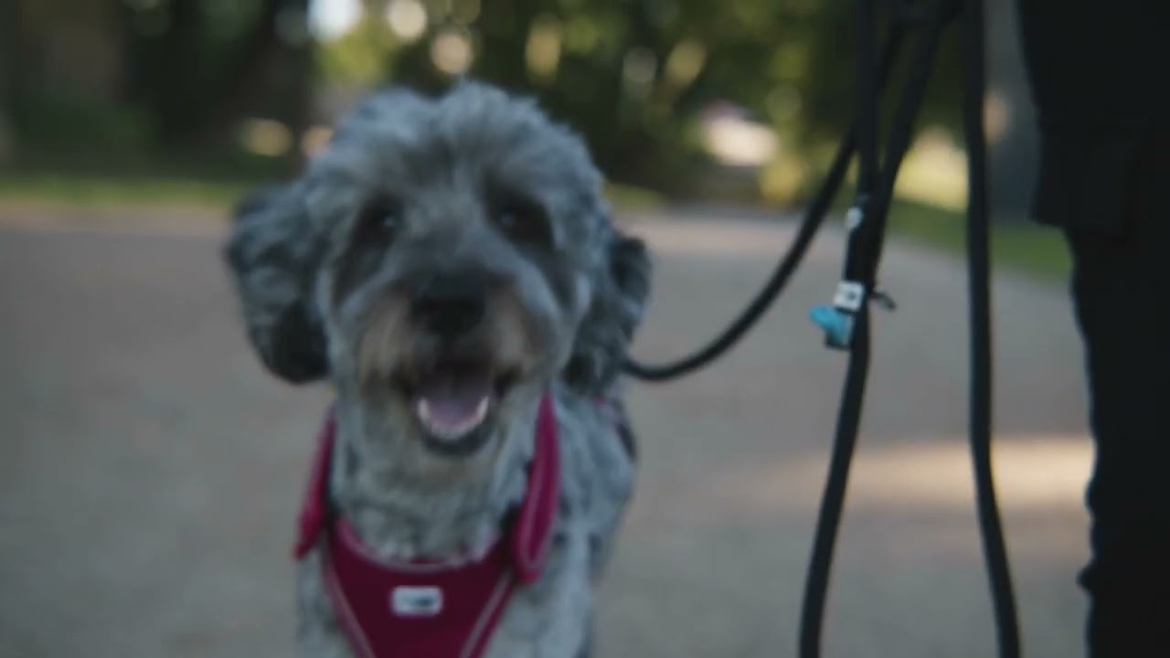 curli EN commercial Stretch Comfort Leash