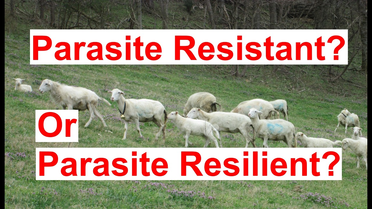 Are Your Sheep Parasite Resistant or Parasite Resilient/Tolerant?  Or Just St Croix Sheep?
