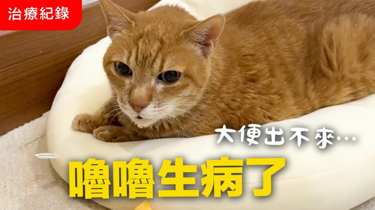 【黃阿瑪的後宮生活】嚕嚕生病了！大便出不來… 就醫治療紀錄