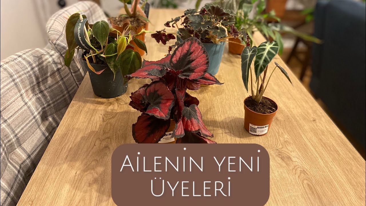 Aileye Hoşgeldiniz/ Welcome to the Family