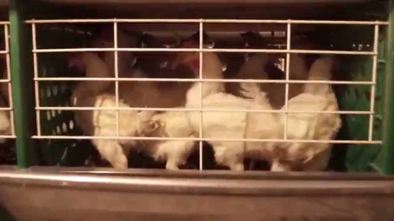 1&ordm; Rescate abierto Empat&iacute;a Animal, La historia de Roc&iacute;o