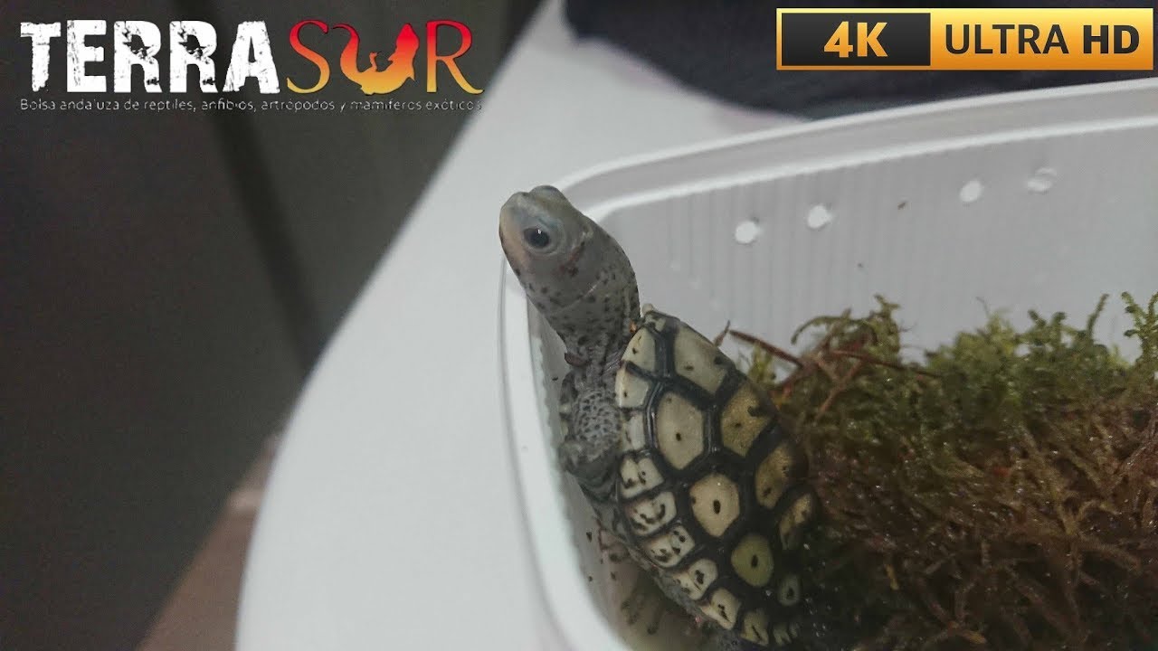 TurtleWorld EX6 ～ Terrasur Antequera 🇪🇸 (2025)