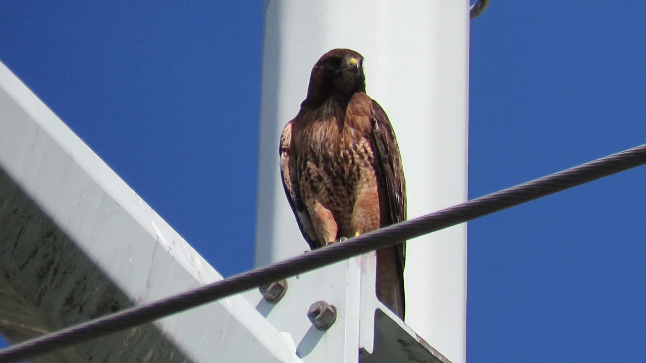Red Tail Hawk screaming