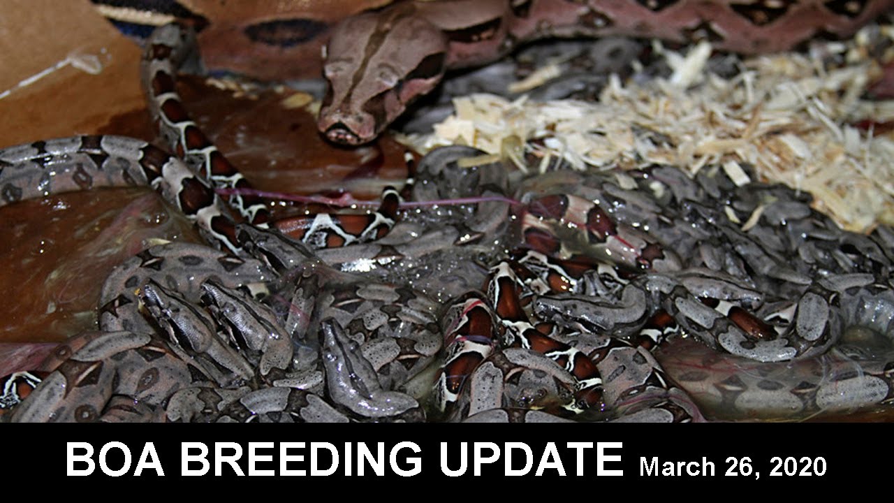 Boa Breeding Update: March 26, 2020