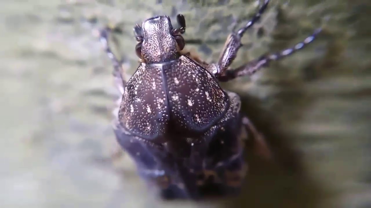 Singapore insect Fiddler Beetle Macro Video
