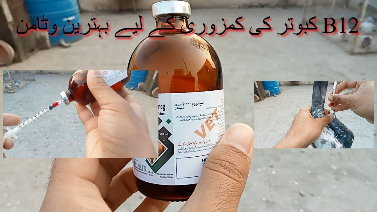 Best vitamin for Pigeon weakness vitamin B12