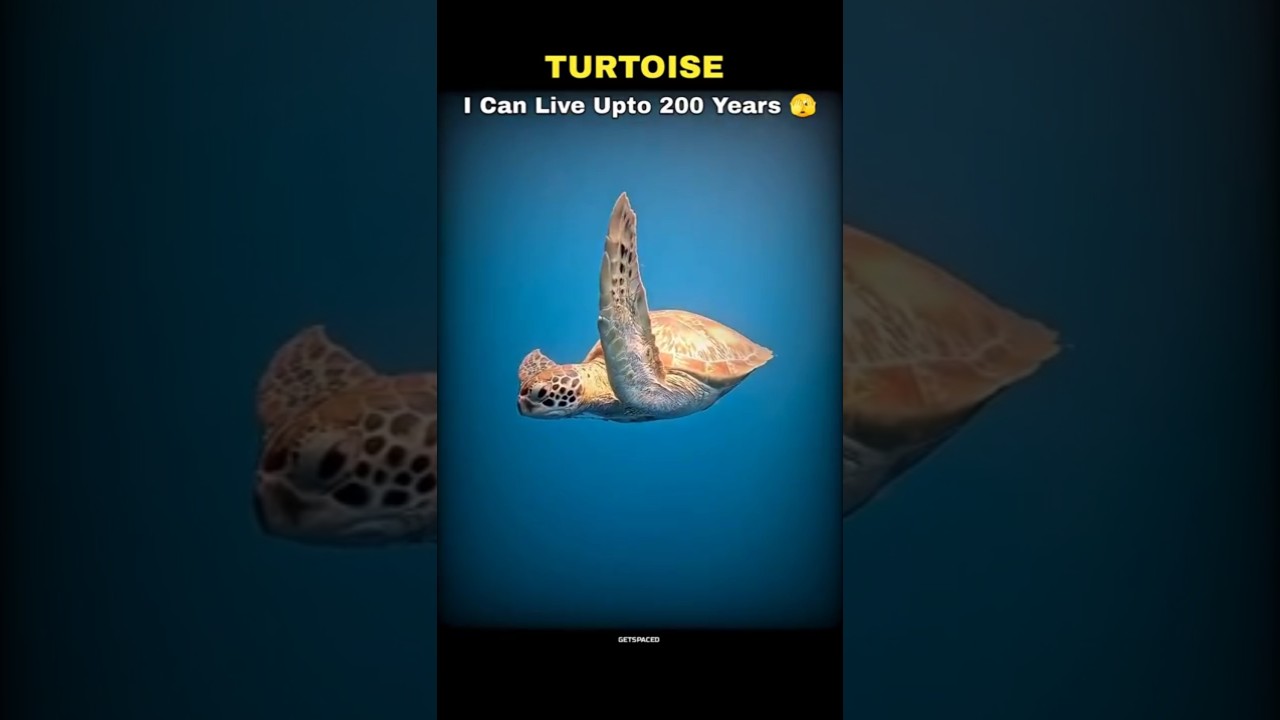 Animal With Immortality 🤫💀