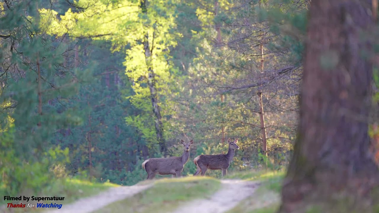 Wild spotten op de Veluwe Herten & Wilde Zwijnen oversteek | Deer & Wild boar crossing in the Forest