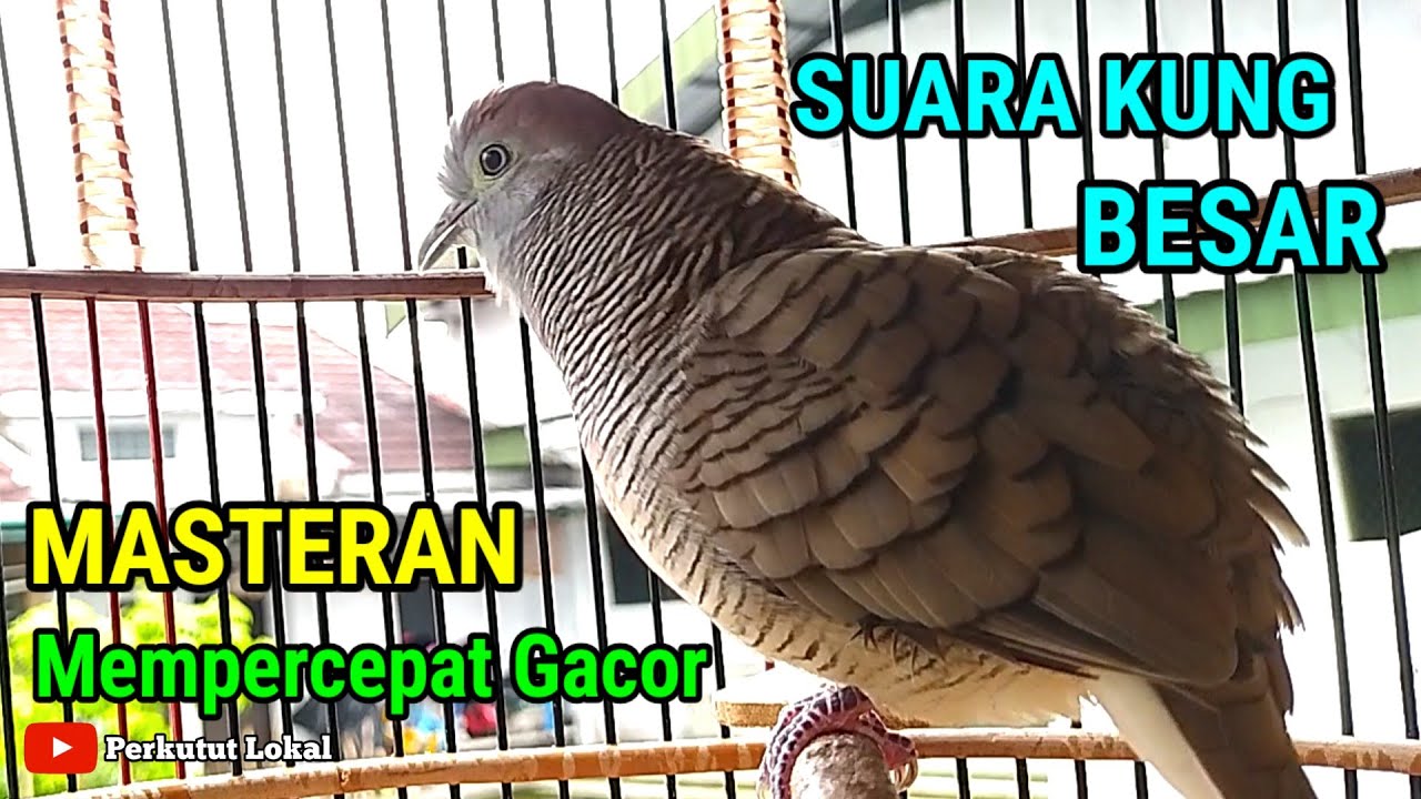 Perkutut Lokal Gacor Suara Kung Besar Pancingan Paling Ampuh Langsung Nyaut #perkututlokal