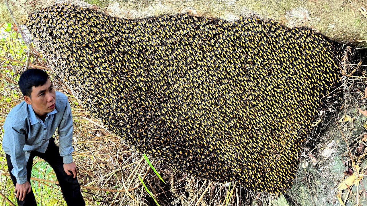 ​Found the largest giant honey bee nest ever