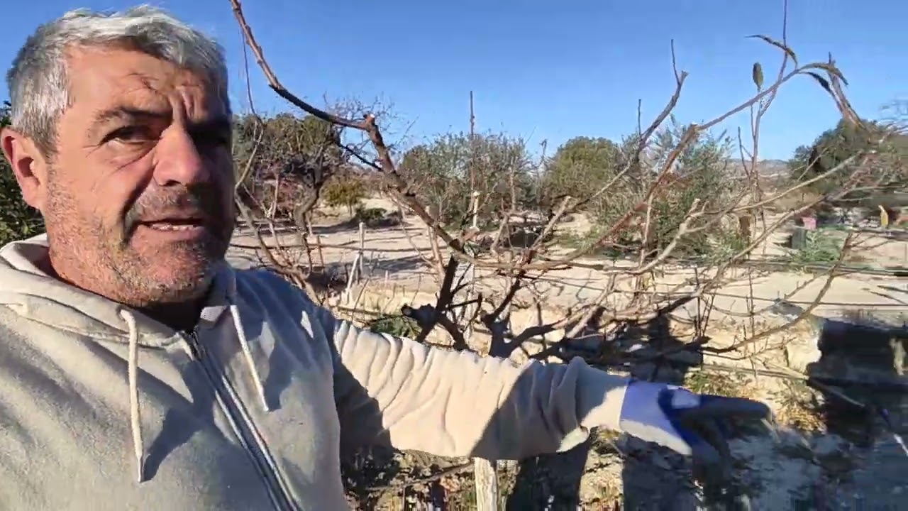 Como podar un melocotonero ( durazno) envejecido de tu huerto