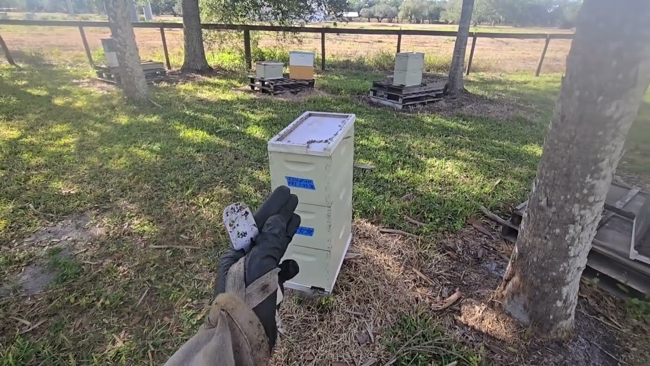 Bee Work / Mid-January 2026