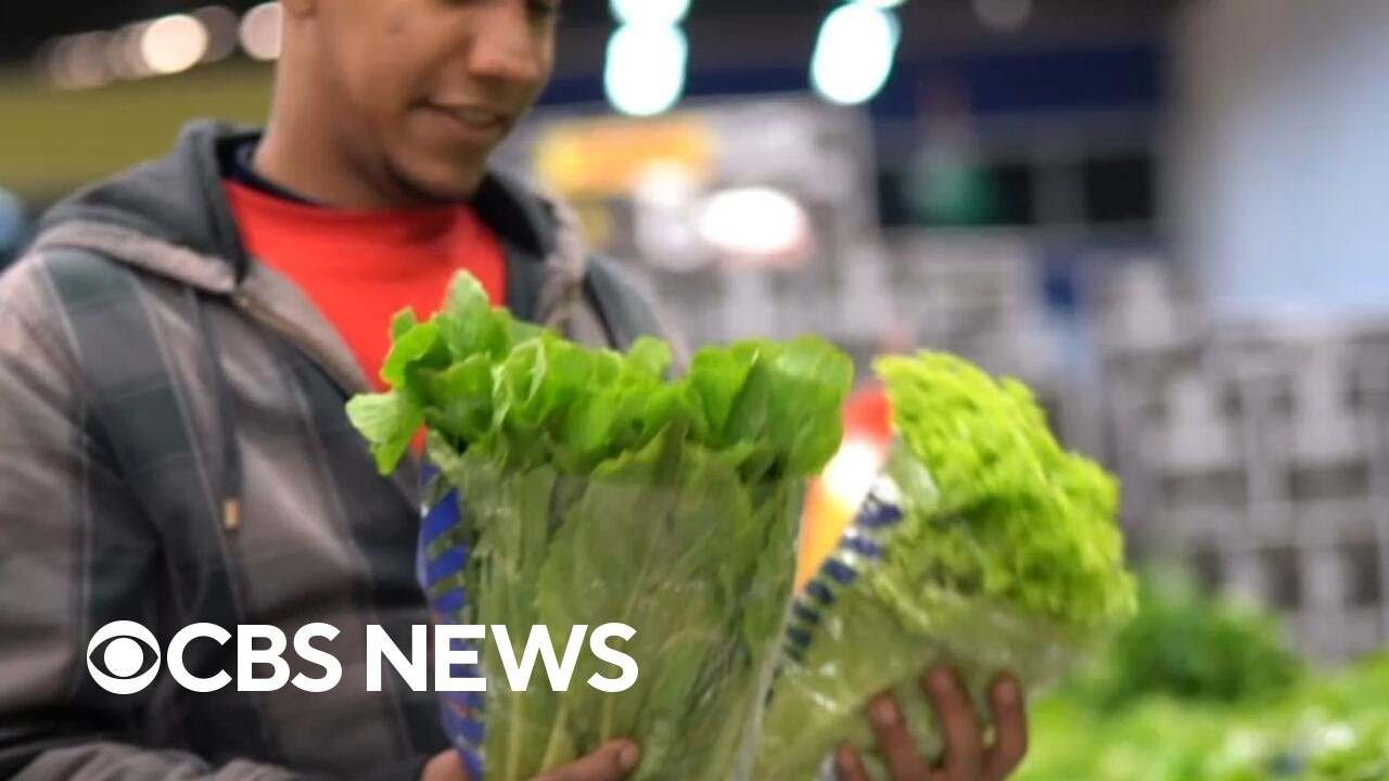 FDA says lettuce still likely source of cyclospora outbreak despite false positive test