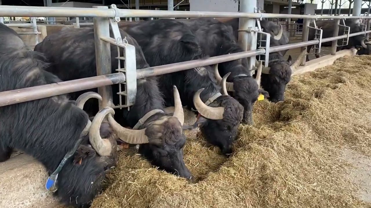 Allevamento della Bufala - Allevamento di Bufale - Bufale Allevamento - Bufale da Latte - Il Bufalo