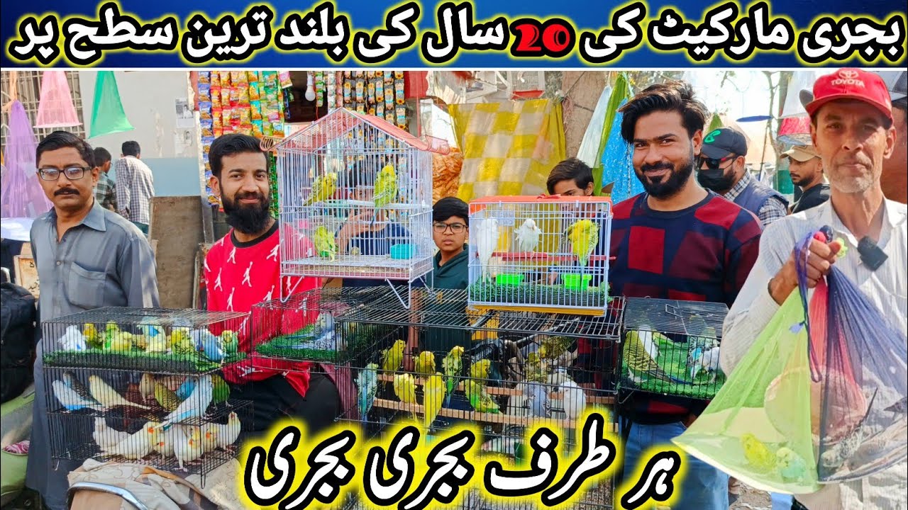 Lalukhet Sunday Birds Market 2025 Latest Update | lalukhet birds market 2025 latest update@SYEDBIRDS