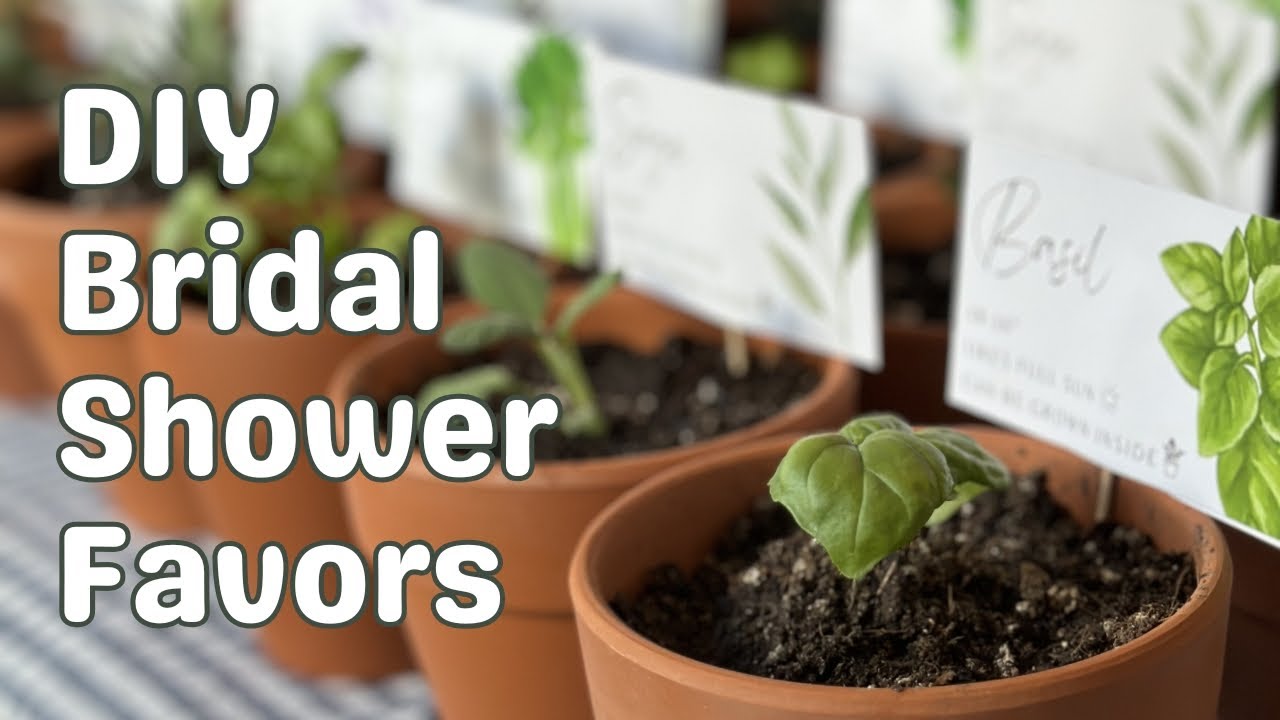Let's gift some plants! 🌱 Growing 50 bridal shower favors... in under a month 😅