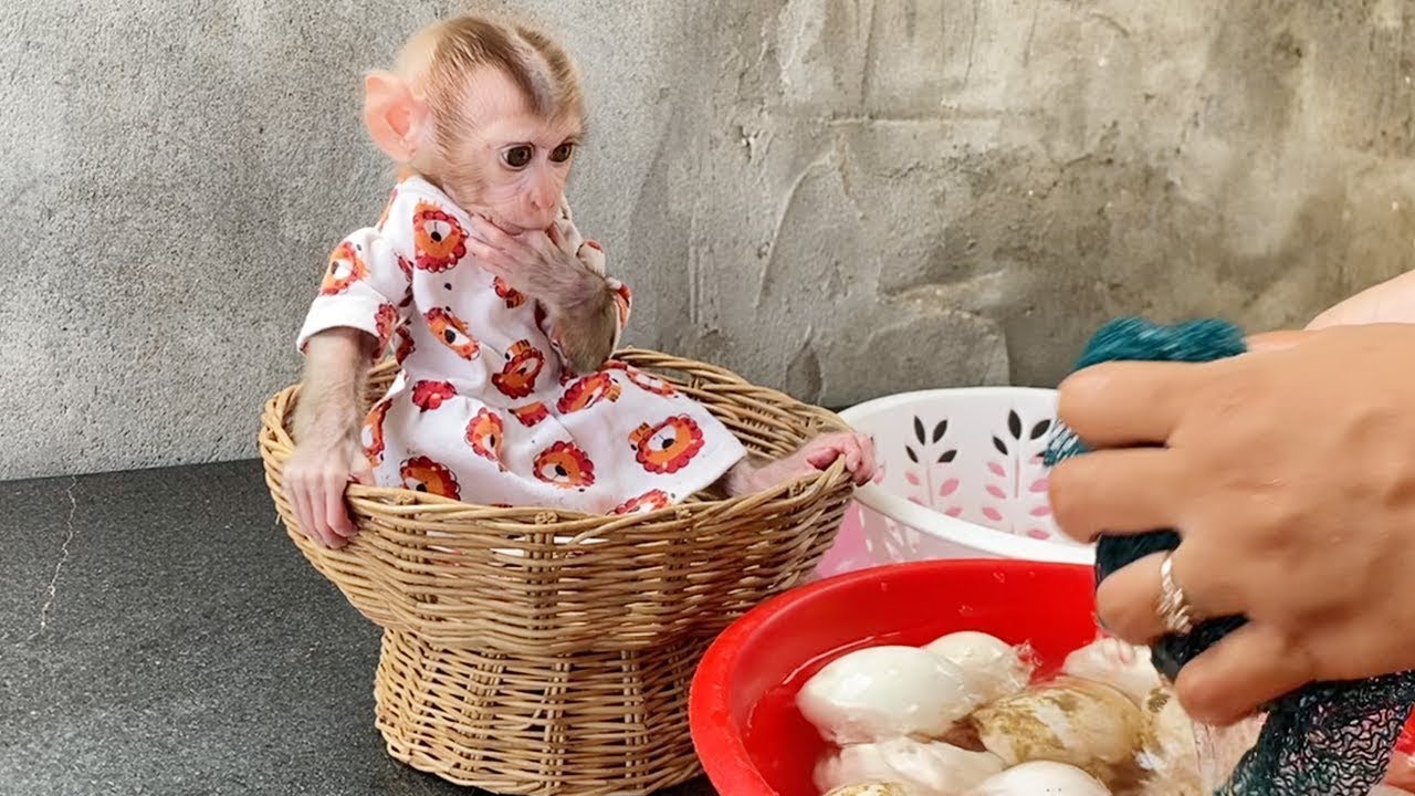Obedient Baby DORN Sit Basket Stare Mom Clean Egg For Cooking