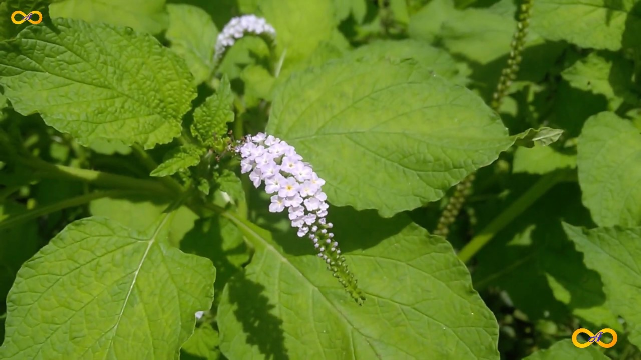 HELIOTROPIUM INDICUM, INDIAN HELIOTROPE,  AKONFEM ATIKO  MEDICINAL PLANT IDENTIFICATION