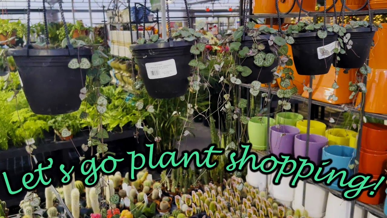Lofi Plant Shopping & Chill | $9.99 Variegated String of Hearts 💚