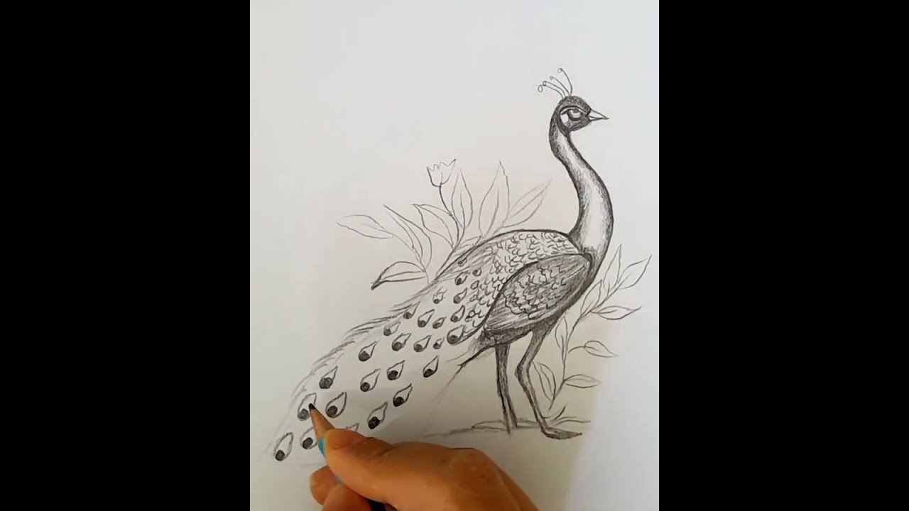 TAVUS KUŞU   peacock drawing