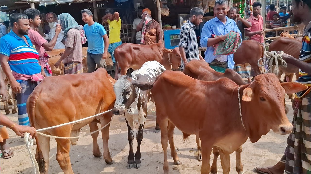 আজ ২৯/৯/২৫ | প্রচুর চাহিদা সম্পন্ন শাহিওয়াল ষাঁড় বাছুরের দাম | আমবাড়ী হাট 