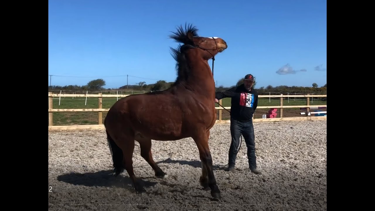Terrified young horse is becoming dangerous!