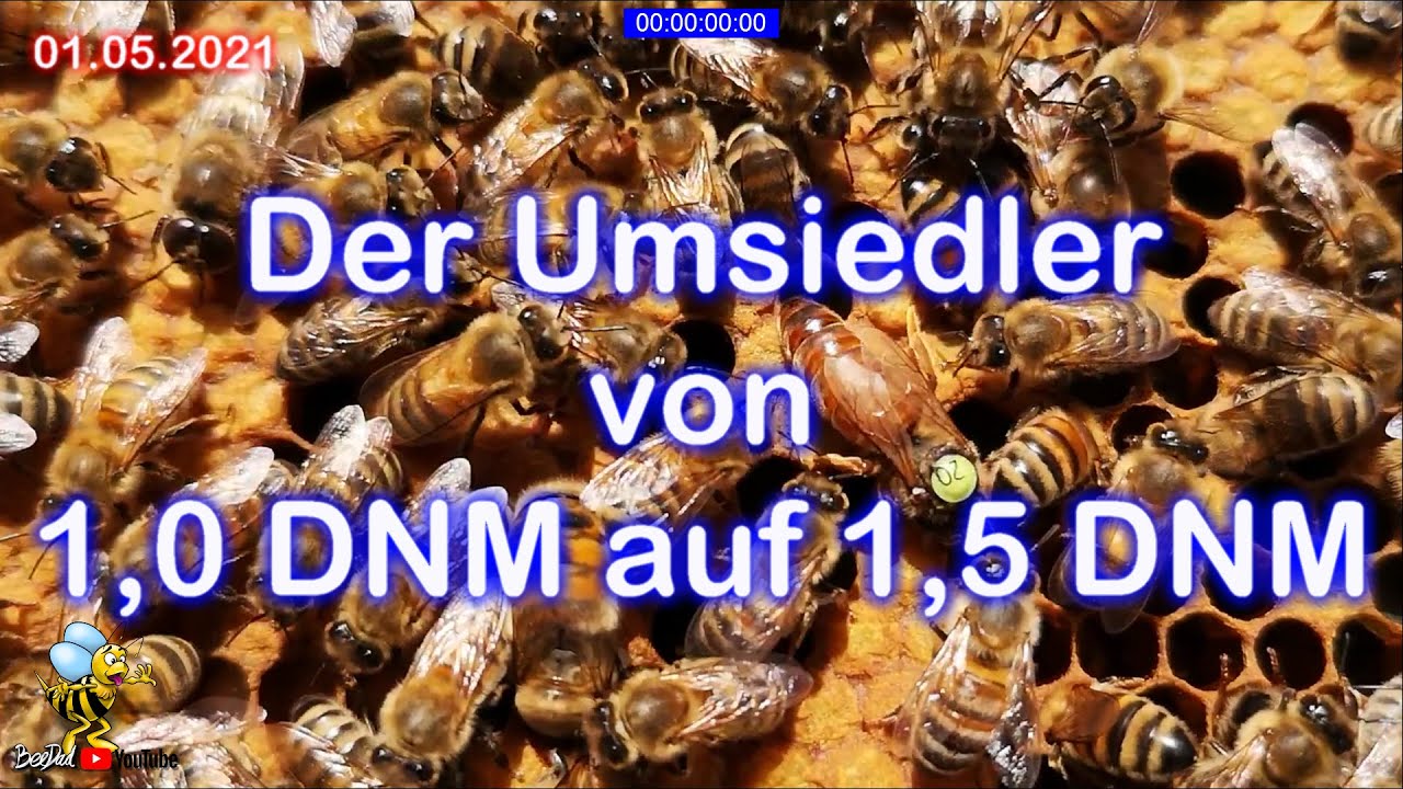 #Bienen und #Imkerei 2021 Der #Umsiedler von 1,0 DNM auf 1,5 DNM