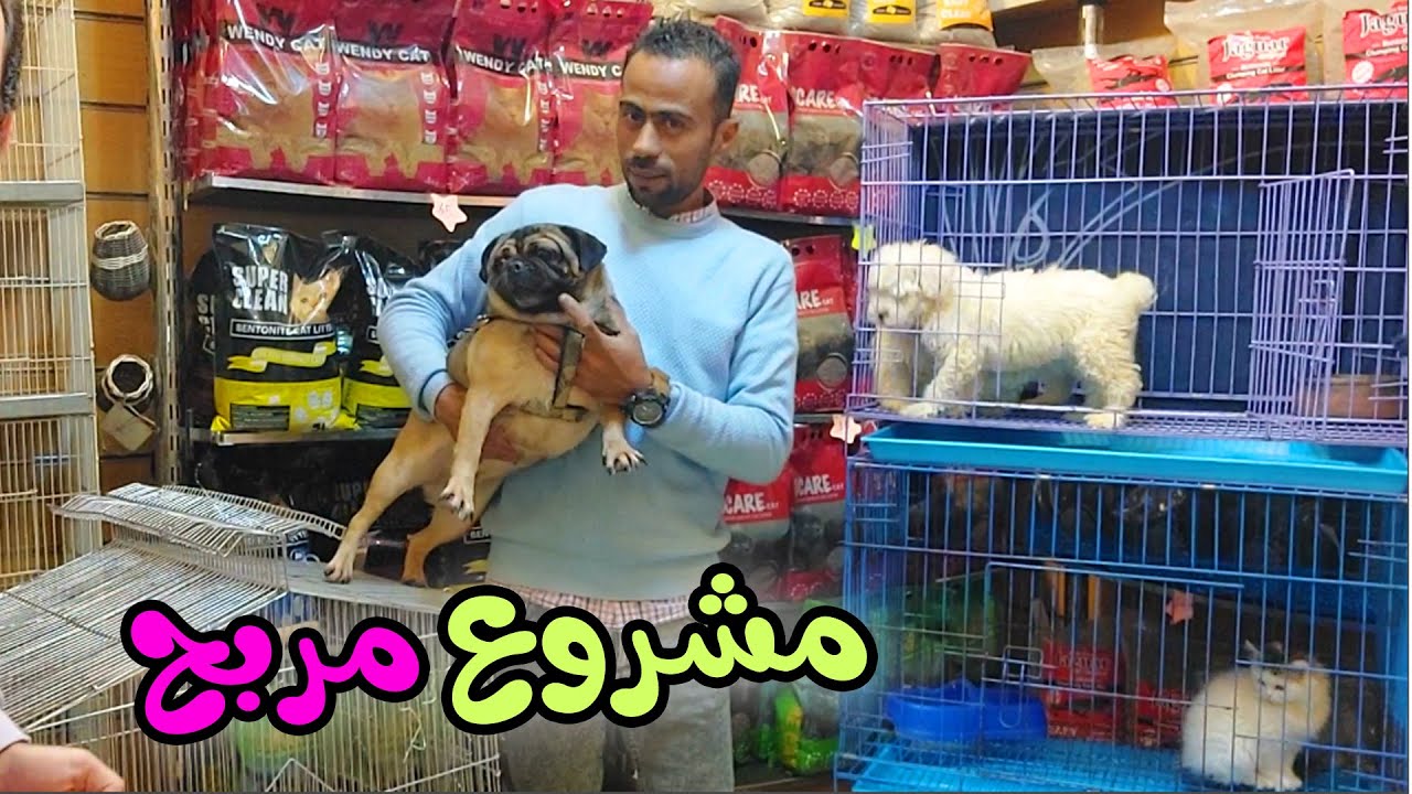 مشروع تربية القطط والكلاب بأقل التكاليف