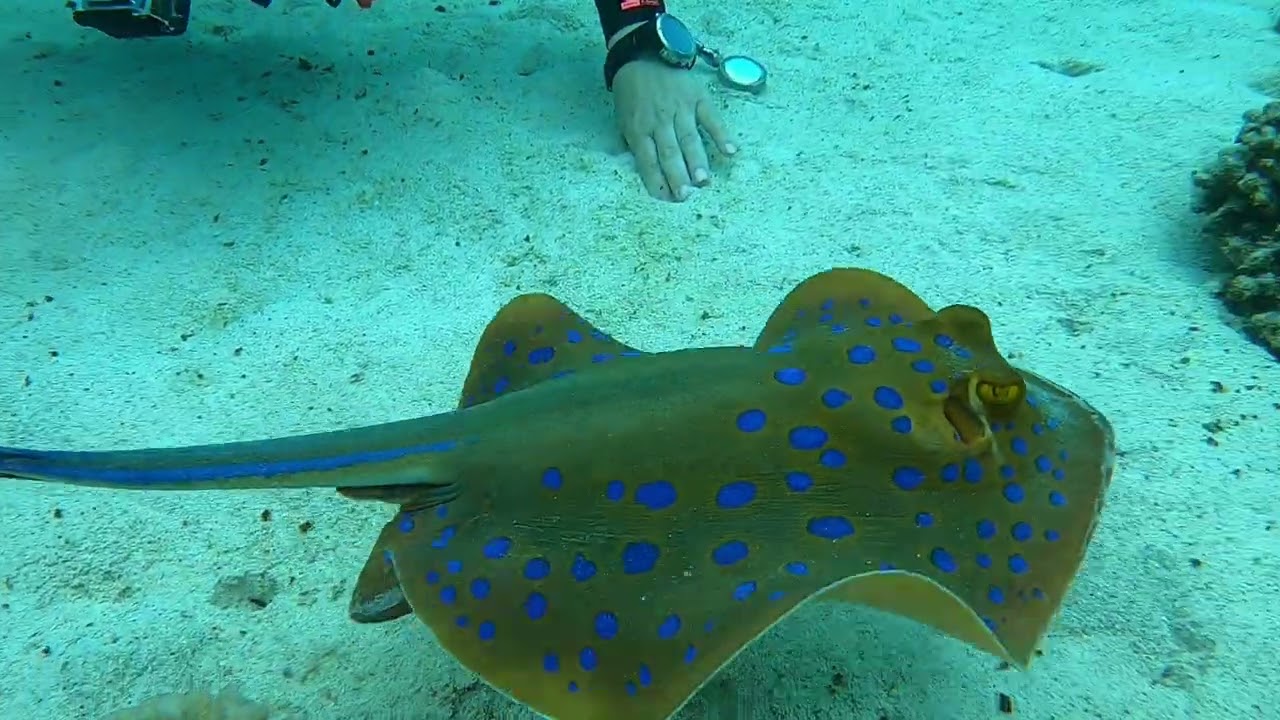 scuba diving with optimist divers, Hurghada 2022