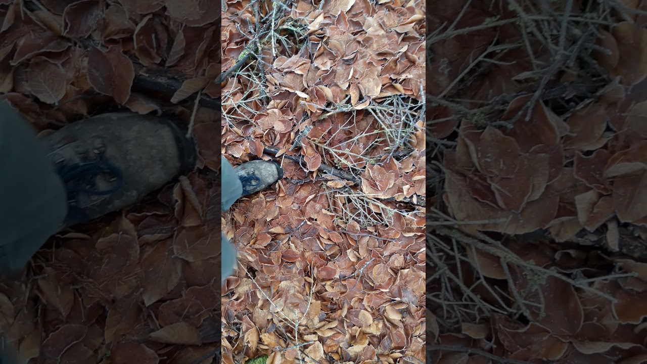 ASMR, walking on frozen foliage, crunchy sound, no talking, takes you to here and now relaxing