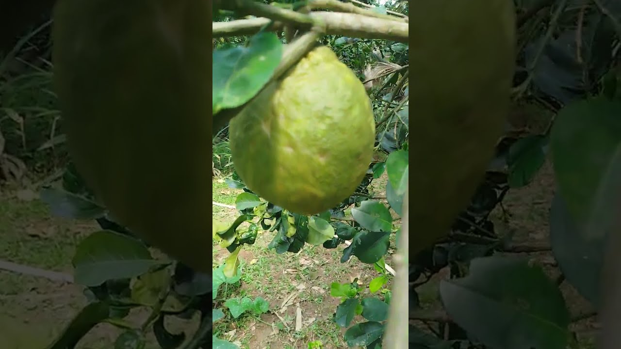 Vườn nhà CẬU 