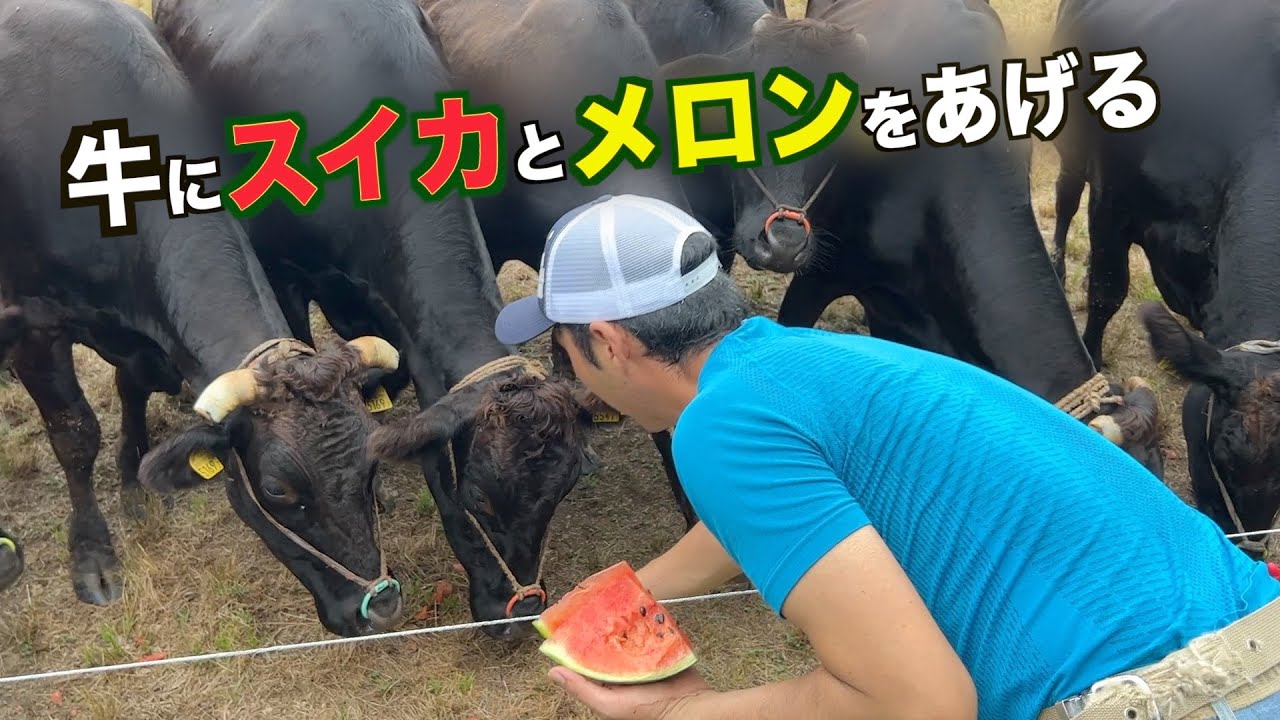 牛もスイカとメロンは大好きだ！