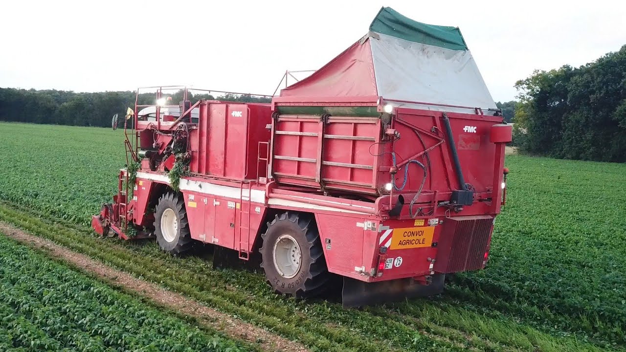 Première récolte de Haricots Verts Frais ! Charente-Maritime