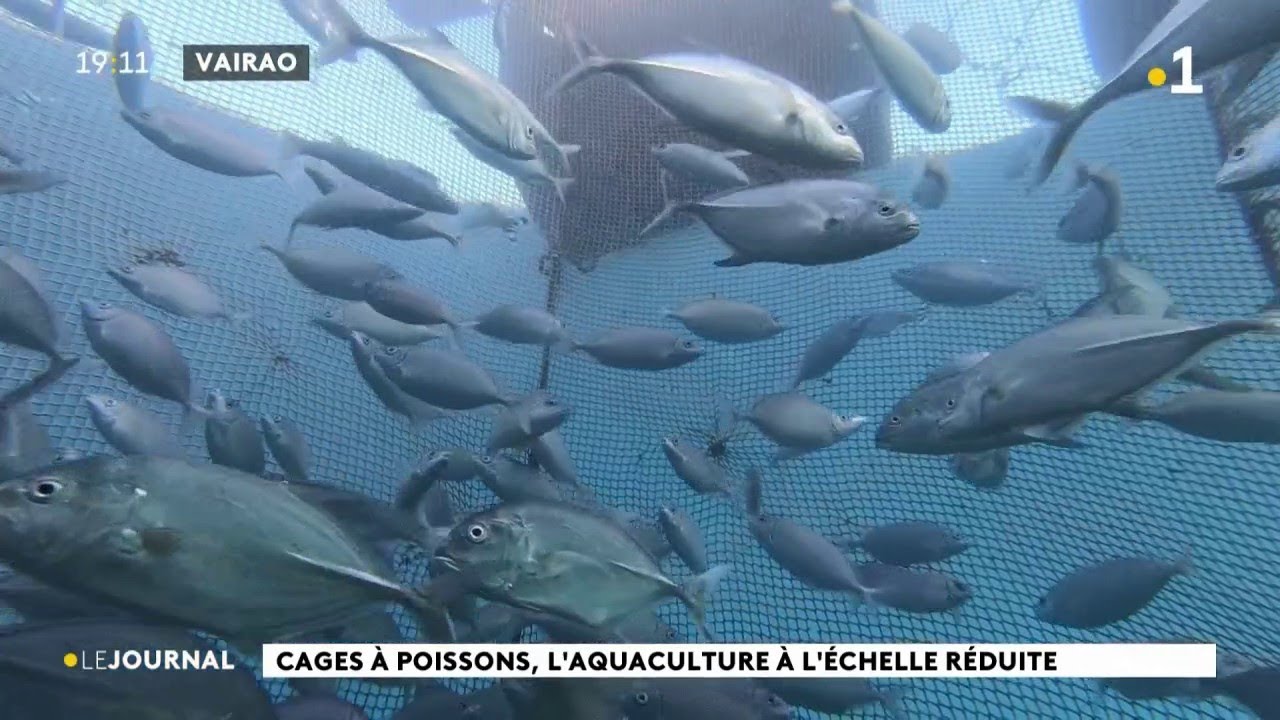 Cage à poissons de Vairao : 300 spécimens déjà prêts à la consommation