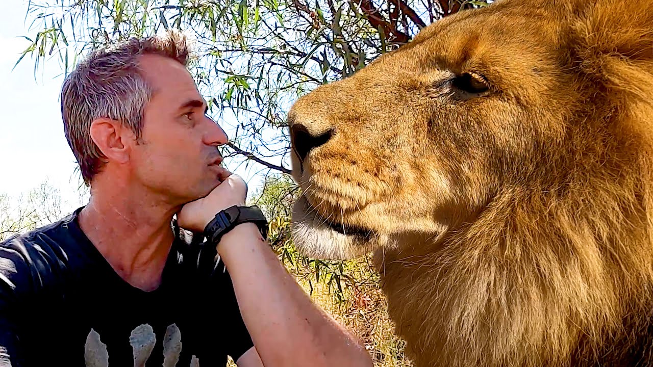 LION Walk with the Catnip King | The Lion Whisperer