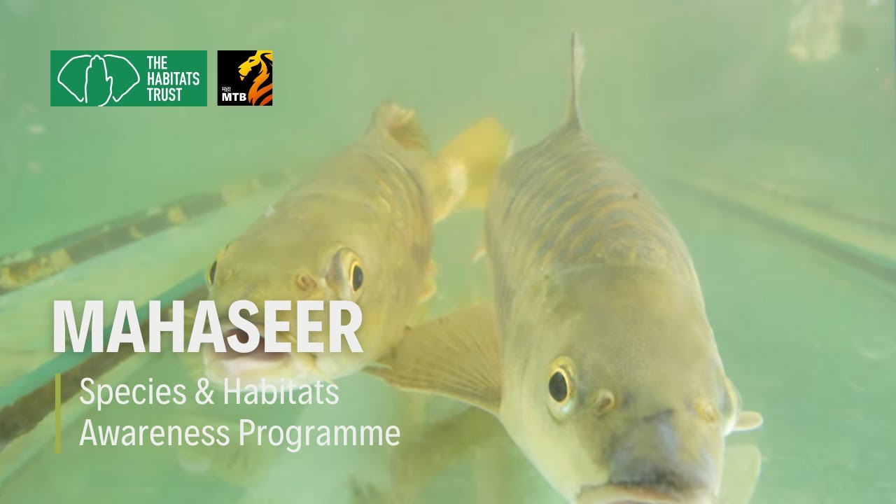 How the Mahseer, King of Freshwater Fish, Is Being Saved | THT Films
