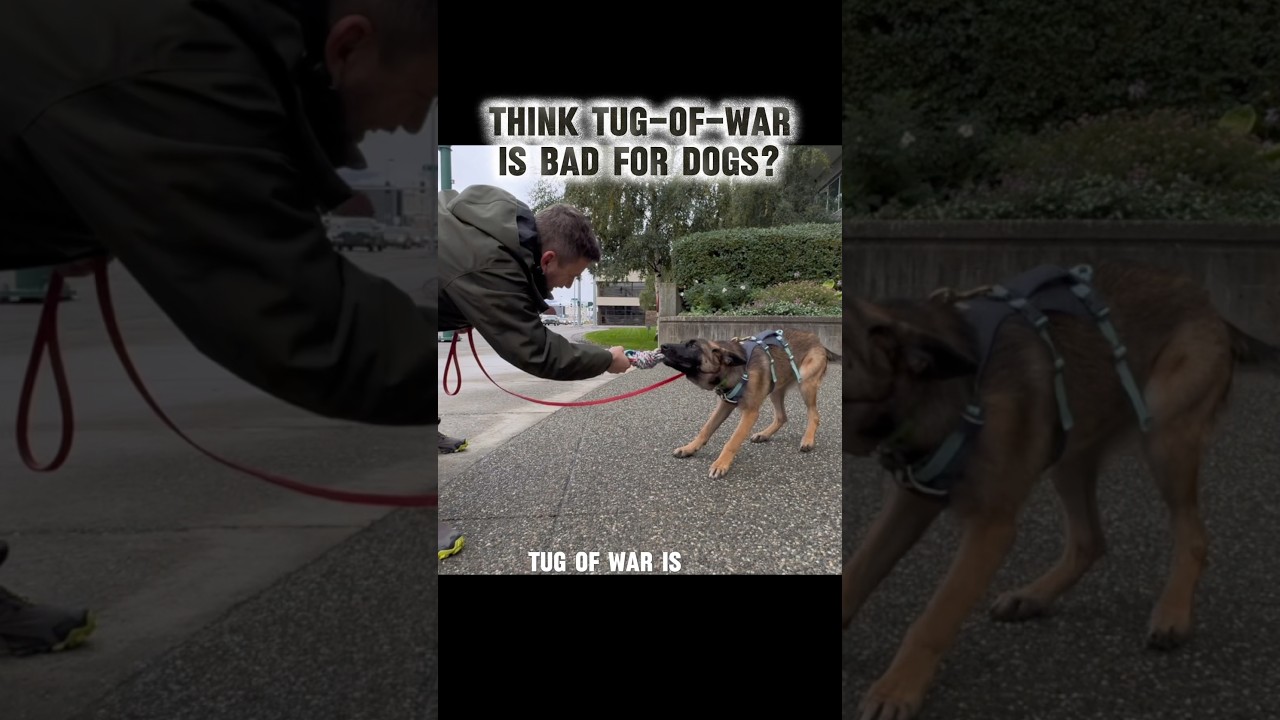 Think &ldquo;tug of war&rdquo; is BAD for dogs? 🤨